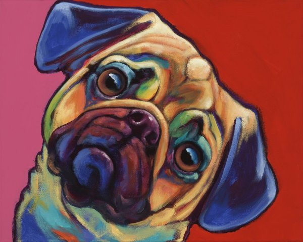 Многоцветный Мопс