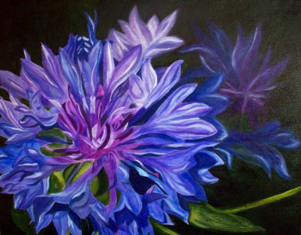 Василек маслом