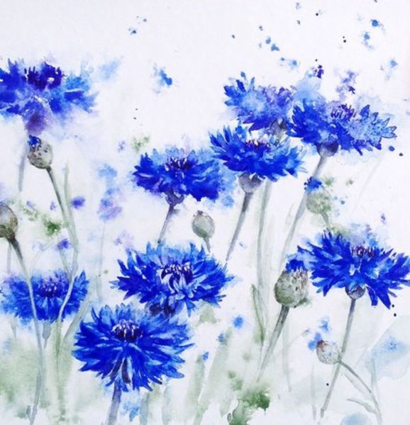 Василек акварель