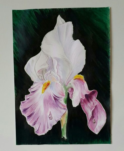 Ирисы акрилом