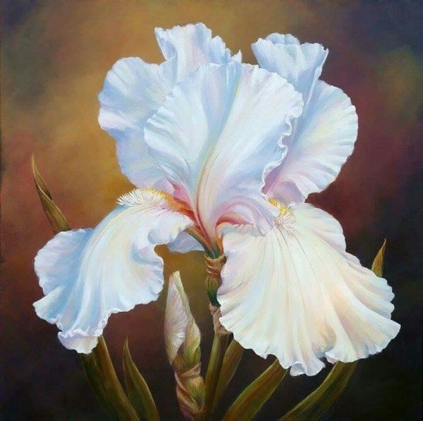 Пионы Marianne Broome