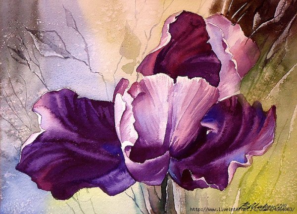 Фиолетовые ирисы акварелью