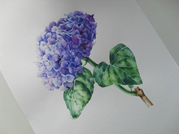 Тюлькин гортензии