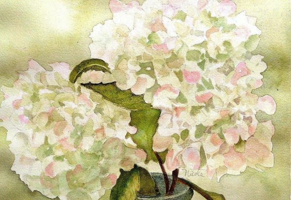 Карен Купид гортензия