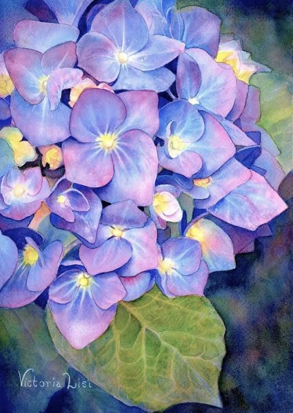 Цветы акварель гортензия