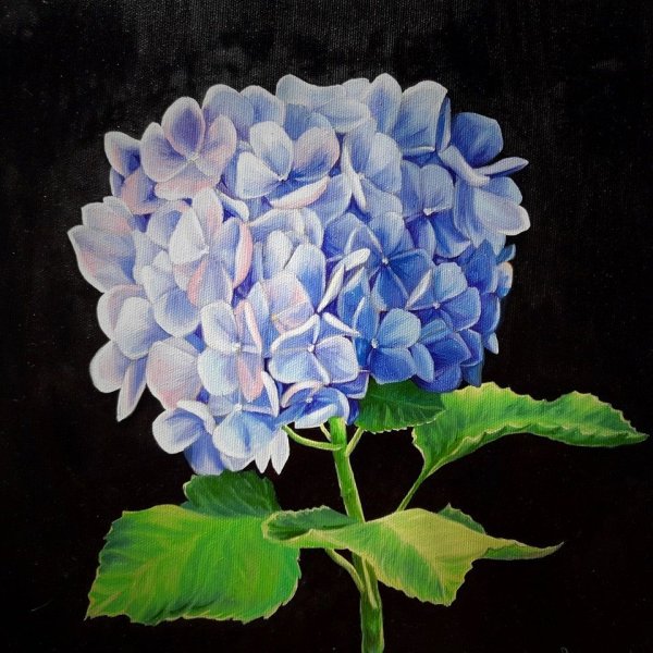 Гортензия гидрангея картины