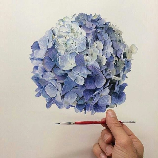 Гортензия референс