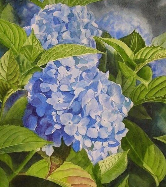 Голубые гортензии живопись