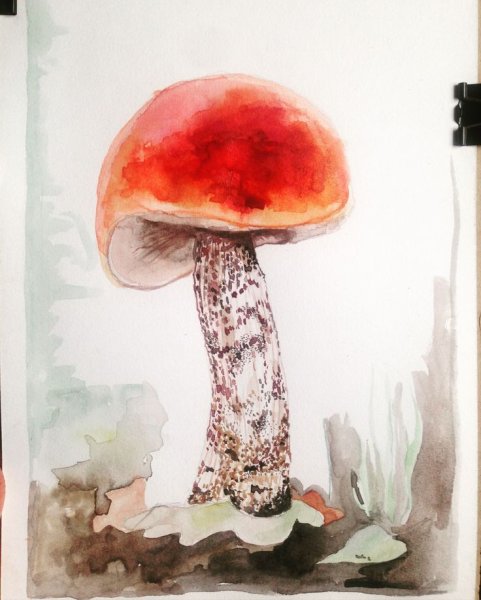 Картины акварелью грибы