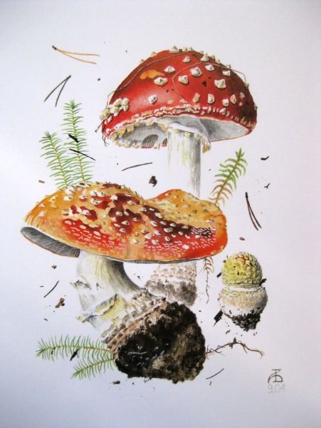 Александр Вязьменский грибы мухомор