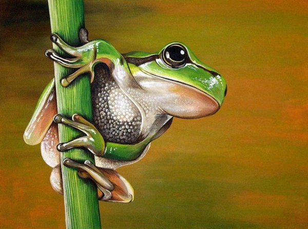 Лягушка рисунок