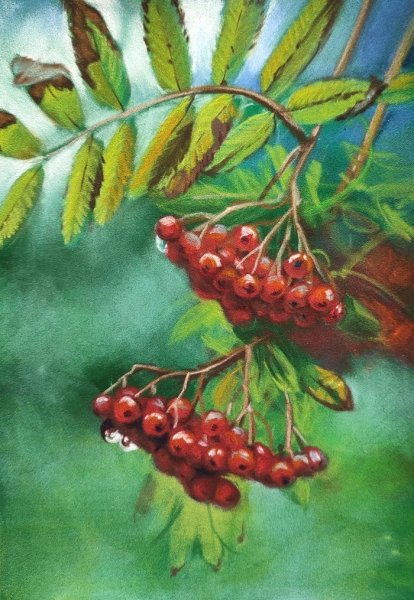 Рябина рисунок