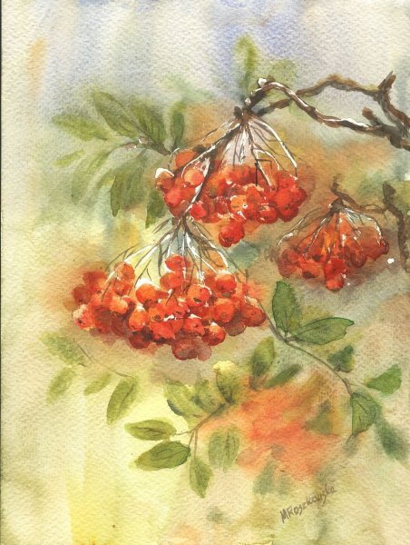 Рябина акварель Мария Стежко