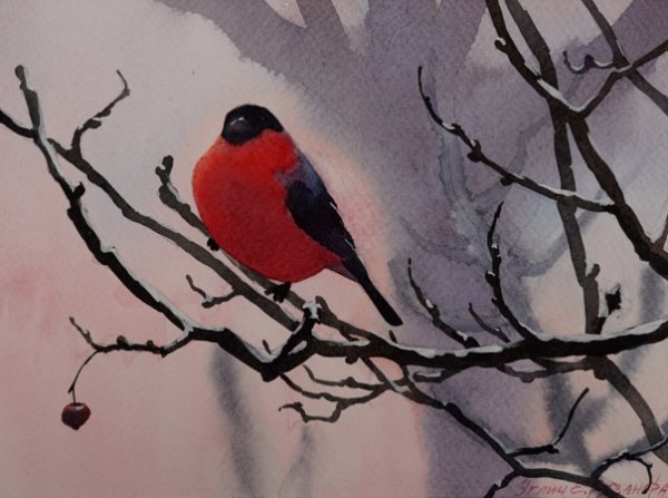 Снегирь акварель