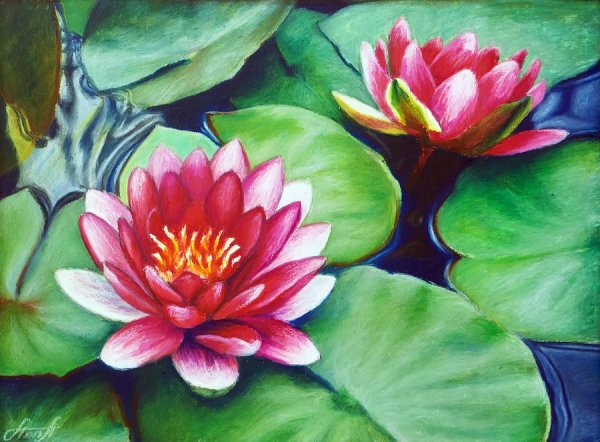 Водяные лилии нимфеи триптих