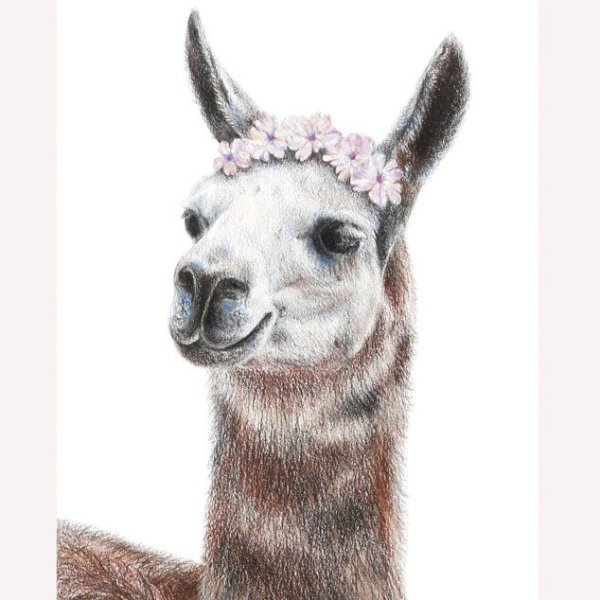 Альпака живопись