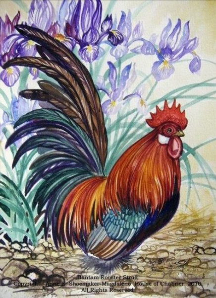 Петушок игловой