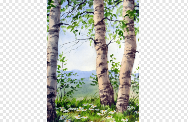 Береза иллюстрация