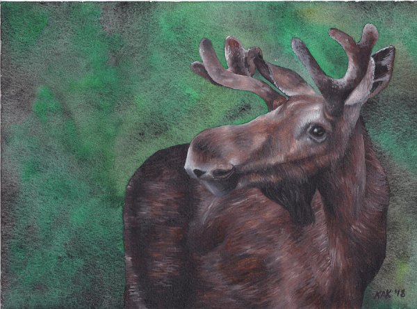Живопись голова лося