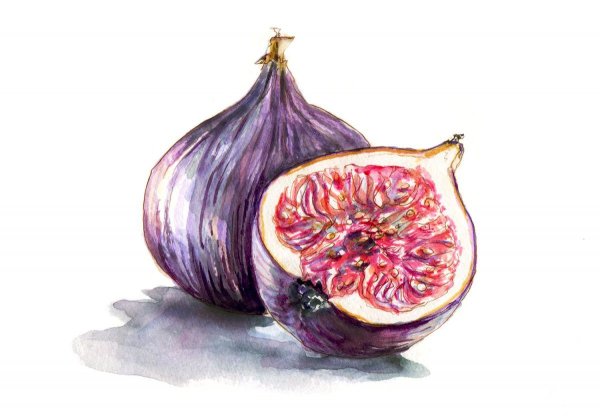 Инжир вектор акварель