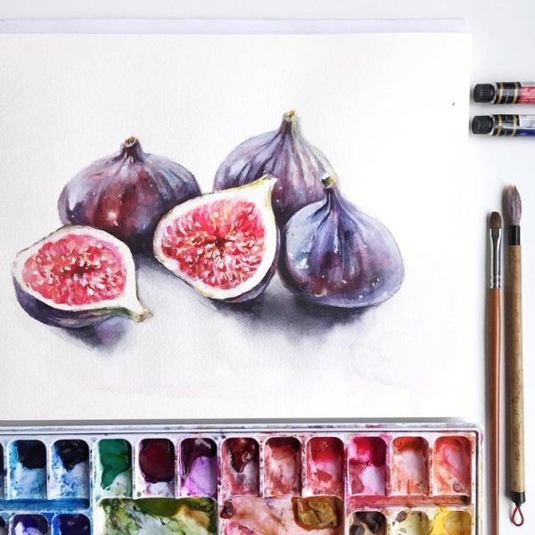 Инжир скетч