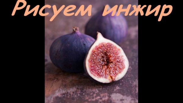 Рисунок гуашью инжир видео