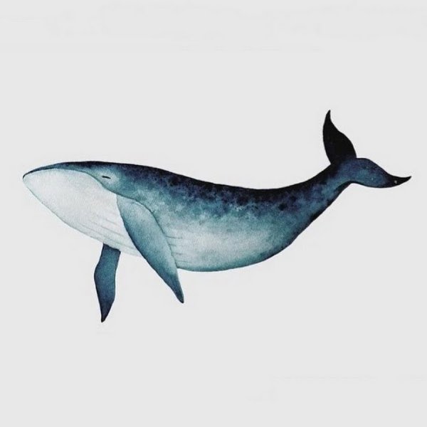 Касатка акварель