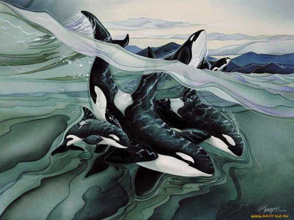 Джоди Бергсма картины косатки