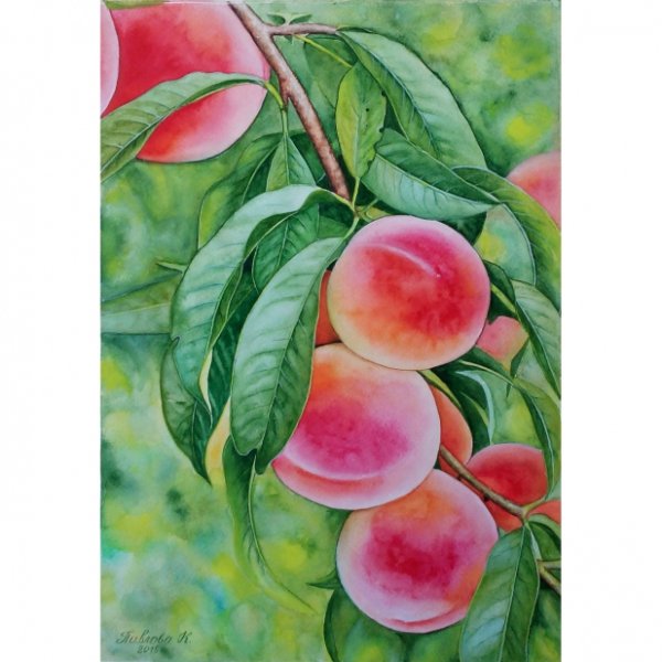 Персики на ветке акварель