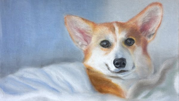 Корги пастелью