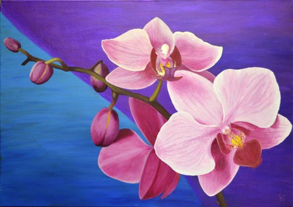 Орхидея рисунок