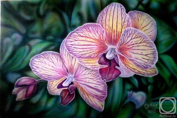Фаленопсис Evgenia