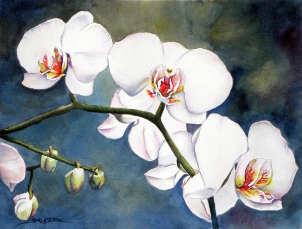 Сью Линн коттон