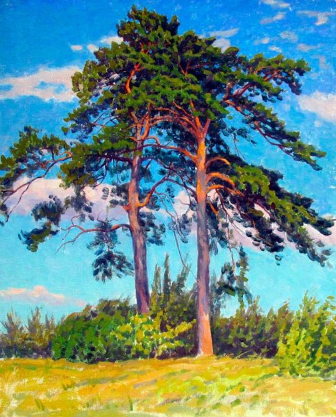 Сосна картина