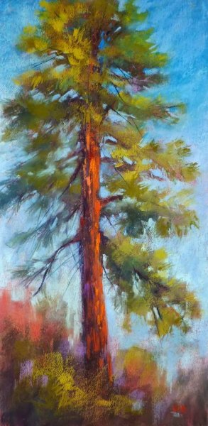 Сосна гуашью