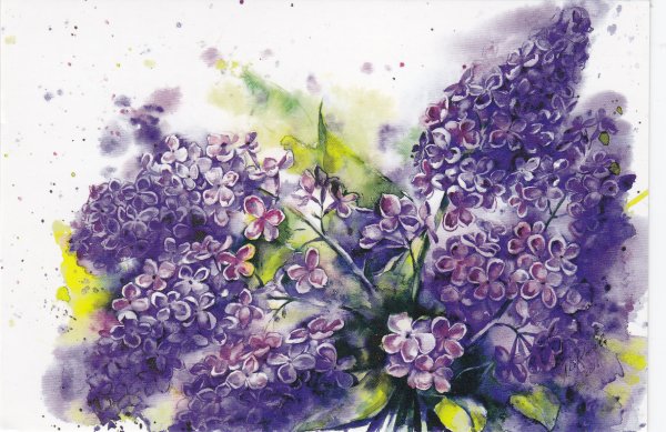 Сирень акварелью и ручкой
