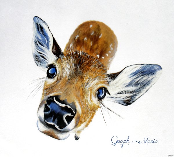 Оригинальные рисунки животных