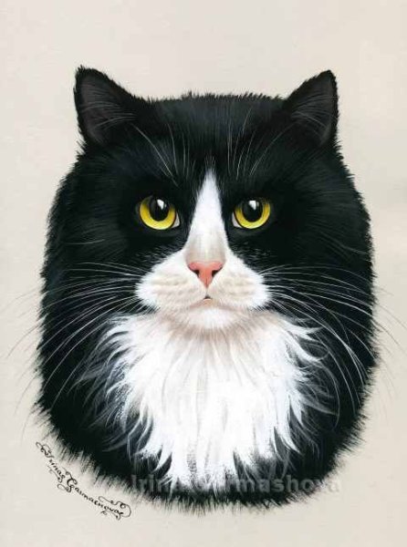 Черный и белый кот арт