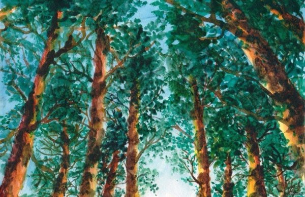 Сосновый лес гуашью