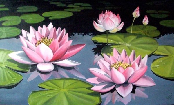 Кувшинка референс