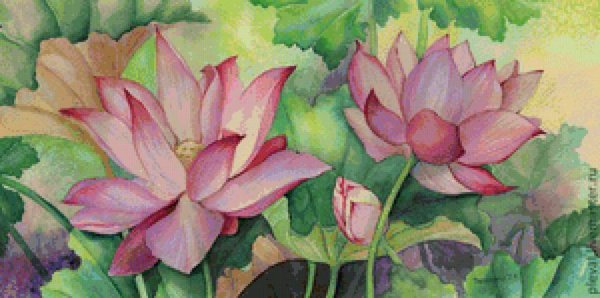 Лотос акварель