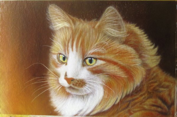 Портрет котенка