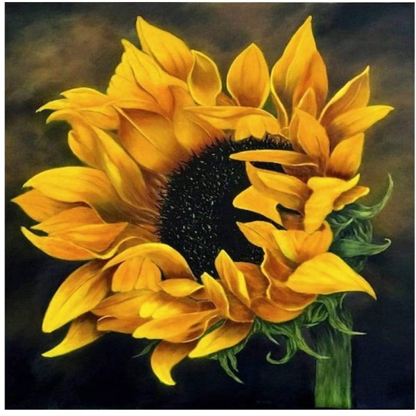 Кристофер Пирс Подсолнухи