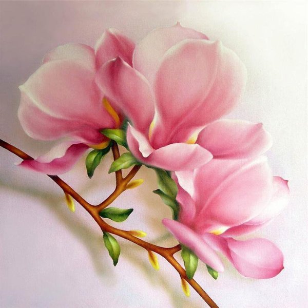 Цветок магнолии Лана Каминская