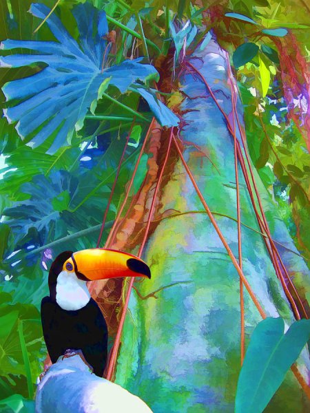 Тукан монстера