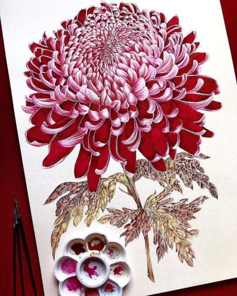 Хризантемы акрилом