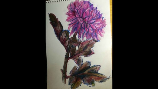 Хризантема маркерами