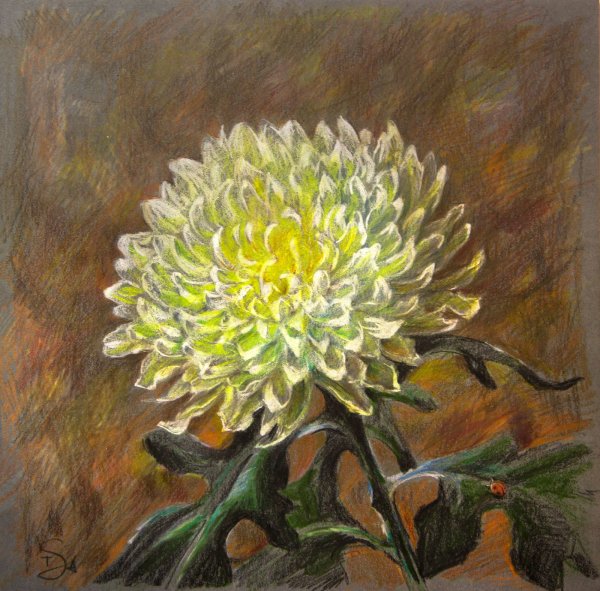 Хризантемы акрилом