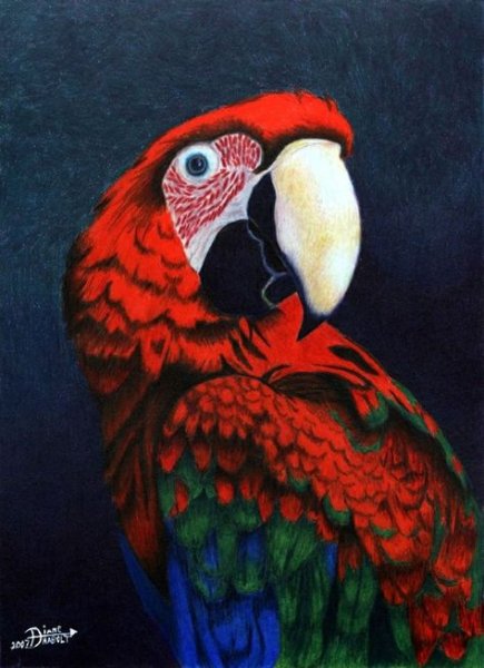 Акварельная живопись попугаи ара жако