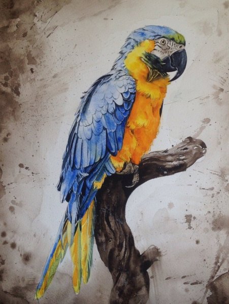 Попугай живопись